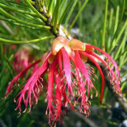 pink Calothamnus flower